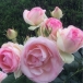 May Rose
