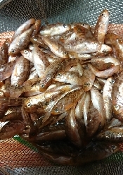 ご飯がもりもりすすむ ハチメ 八目 の稚魚の甘露煮 レシピ 作り方 By 姉さん 楽天レシピ ご飯がもりもりすすむ ハチメ 八目 の稚魚の甘露煮 レシピ 作り方 By 姉さん 楽天レシピ