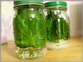 フレッシュな大葉を長持ちさせる保存方法 Part2 レシピ 作り方 By はなまる子 楽天レシピ フレッシュな大葉を長持ちさせる保存方法 Part2 レシピ 作り方 By はなまる子 楽天レシピ