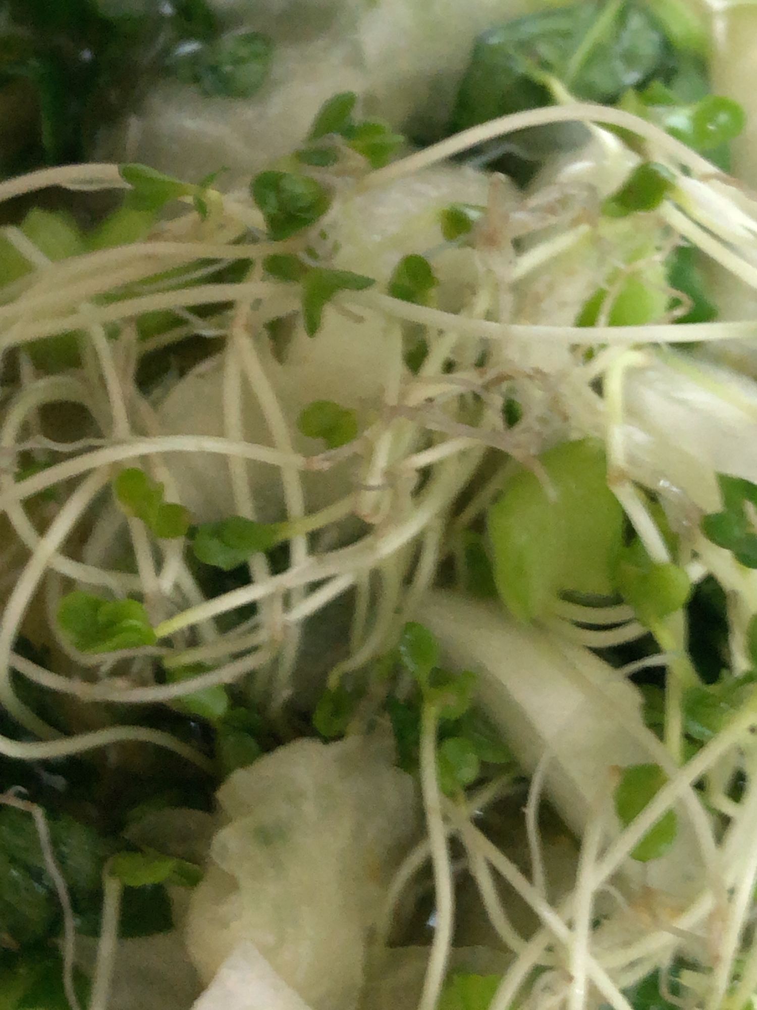 ブロッコリースプラウトと大根のレモンサラダ レシピ 作り方 By レシピ 楽天レシピ ブロッコリースプラウトと大根のレモンサラダ レシピ 作り方 By レシピ 楽天レシピ