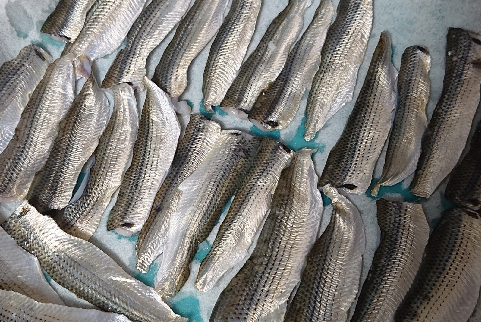 コハダの酢じめ レシピ 作り方 By Ym 楽天レシピ コハダの酢じめ レシピ 作り方 By Ym 楽天レシピ