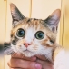 ニャンコロＰ