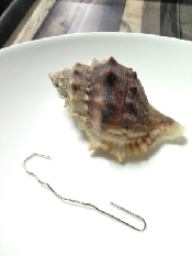 ミヤコボラ貝の食べ方 レシピ 作り方 By ここなっつん 楽天レシピ ミヤコボラ貝の食べ方 レシピ 作り方 By ここなっつん 楽天レシピ