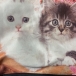 cats eye