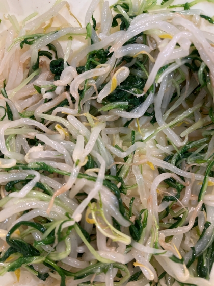 水菜ともやしのナムル風。