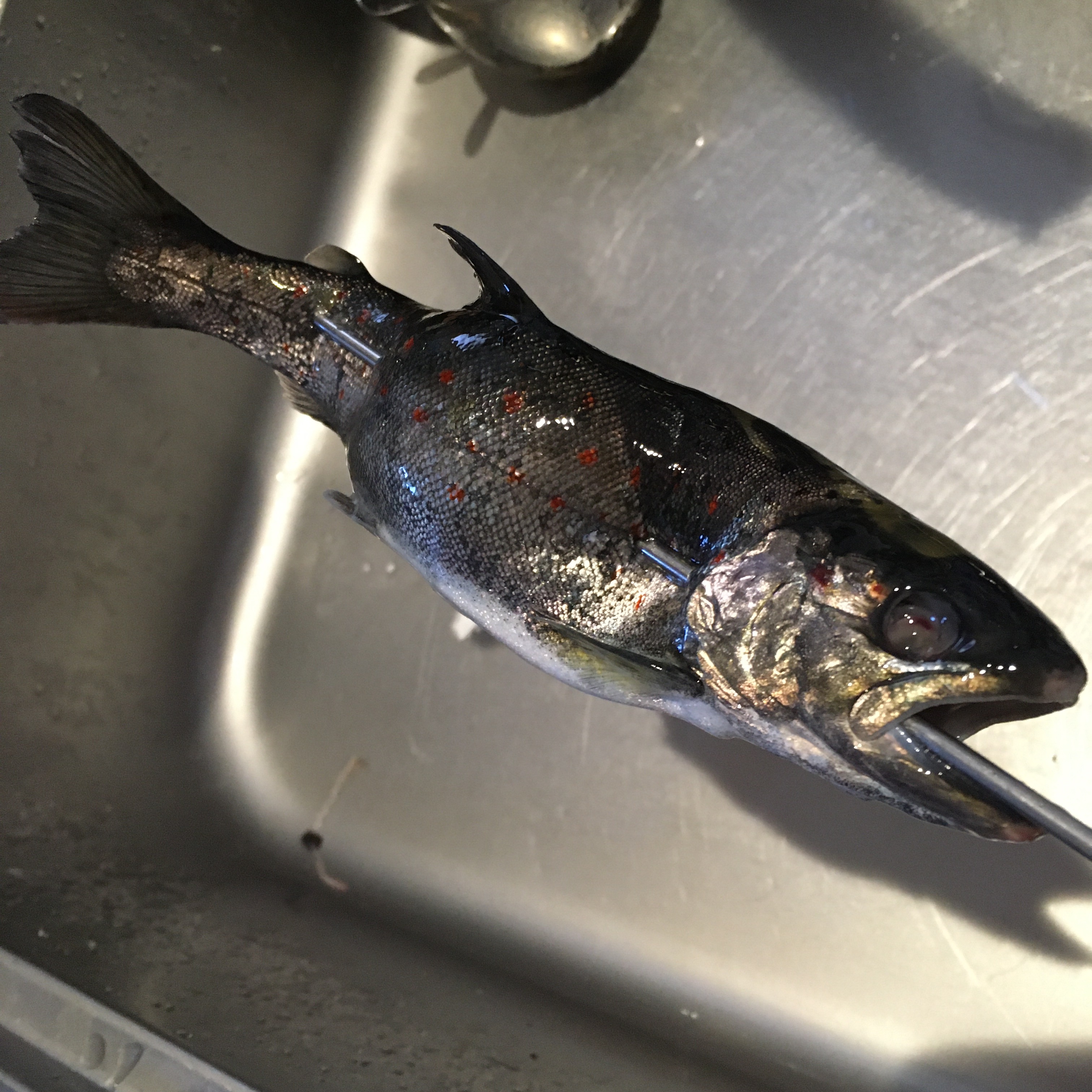 バーベキューにも 炭で焼くあまごの塩焼き レシピ 作り方 By りし 楽天レシピ バーベキューにも 炭で焼くあまごの塩焼き レシピ 作り方 By りし 楽天レシピ