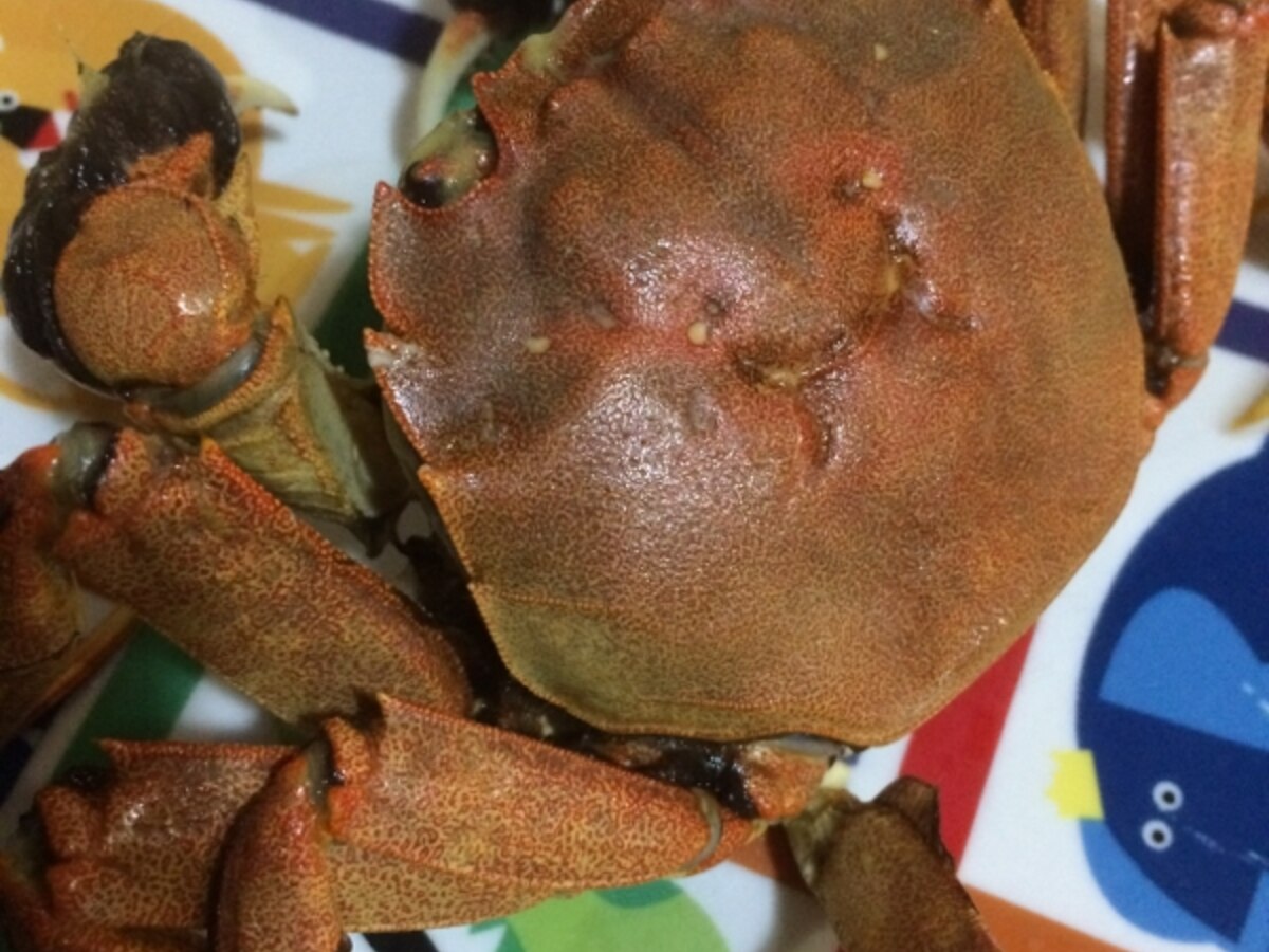 モクズガニの塩茹で レシピ 作り方 By りぽひめ 楽天レシピ モクズガニの塩茹で レシピ 作り方 By りぽひめ 楽天レシピ