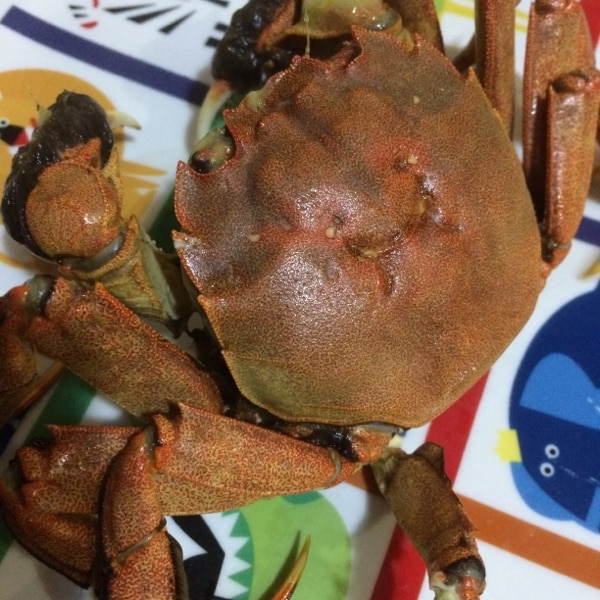 モクズガニの塩茹で レシピ 作り方 By りぽひめ 楽天レシピ モクズガニの塩茹で レシピ 作り方 By りぽひめ 楽天レシピ