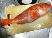 頭も美味しい カサゴの二度揚げ レシピ 作り方 By Leopoo 楽天レシピ 頭も美味しい カサゴの二度揚げ レシピ 作り方 By Leopoo 楽天レシピ