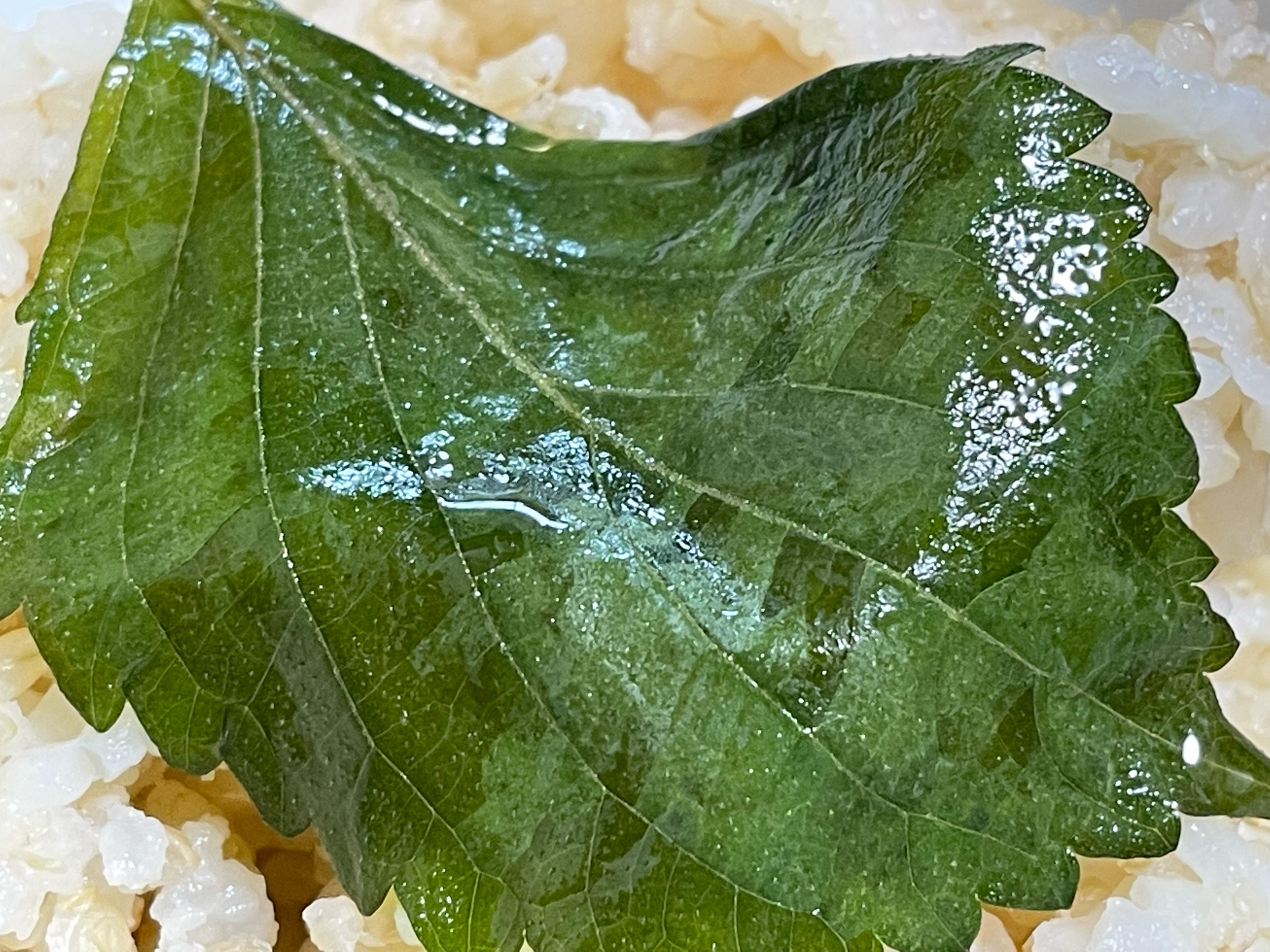 【ご飯のお供に！】シソの葉ごま油漬け