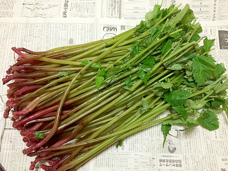 山菜 ミズの下処理と保存 レシピ 作り方 By まかろん 楽天レシピ 山菜 ミズの下処理と保存 レシピ 作り方 By まかろん 楽天レシピ