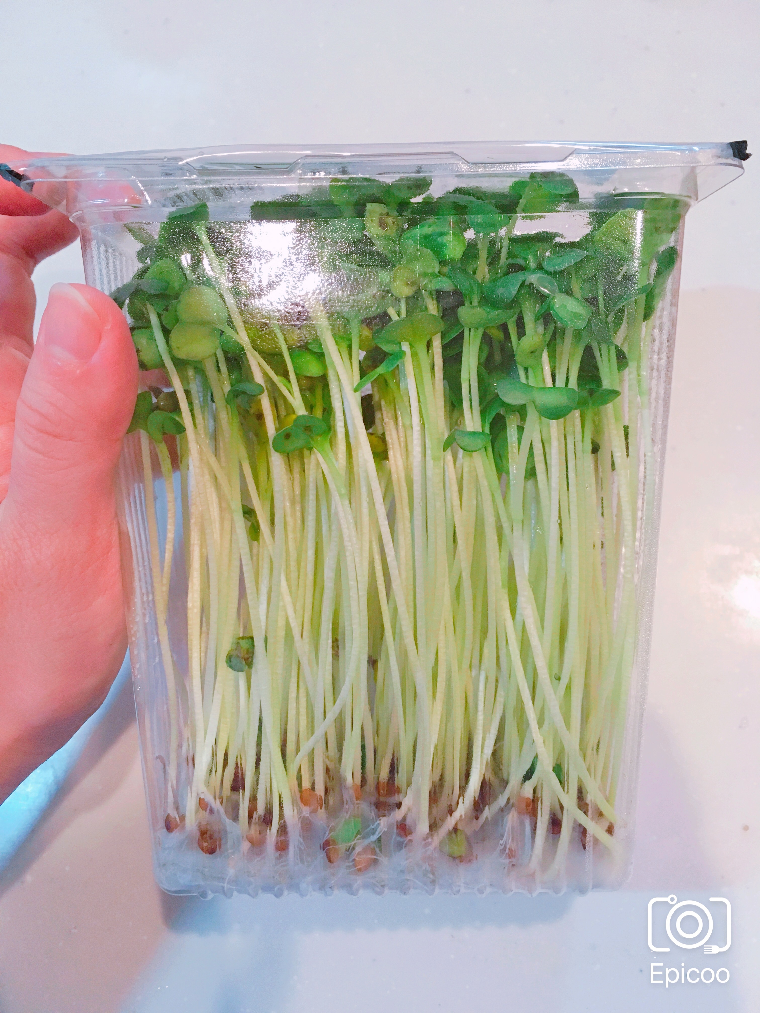 長持ち かいわれ大根の冷蔵保存方法 レシピ 作り方 By 新米幸せママ 楽天レシピ 長持ち かいわれ大根の冷蔵保存方法 レシピ 作り方 By 新米幸せママ 楽天レシピ