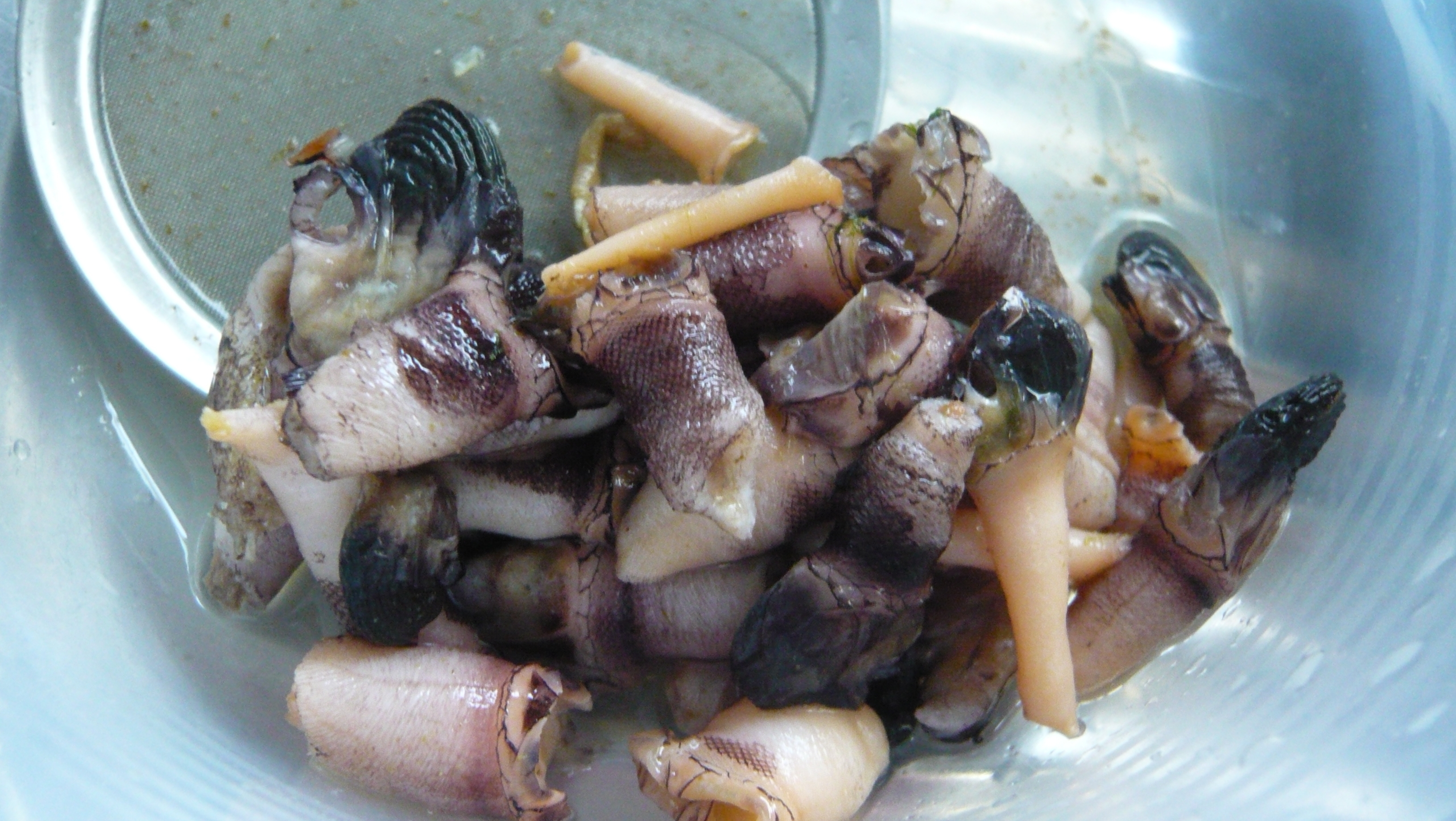 カメノテの味噌汁 レシピ 作り方 By ひろりん1106 楽天レシピ カメノテの味噌汁 レシピ 作り方 By ひろりん1106 楽天レシピ