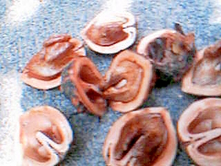 鬼クルミ 割り方 炒り方 保存方法 収穫など レシピ 作り方 By 3 Roses 楽天レシピ 鬼クルミ 割り方 炒り方 保存方法 収穫など レシピ 作り方 By 3 Roses 楽天レシピ