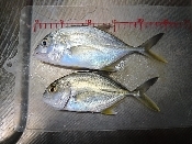 釣り魚料理 メッキのお造り レシピ 作り方 By 釣りシン 楽天レシピ 釣り魚料理 メッキのお造り レシピ 作り方 By 釣りシン 楽天レシピ