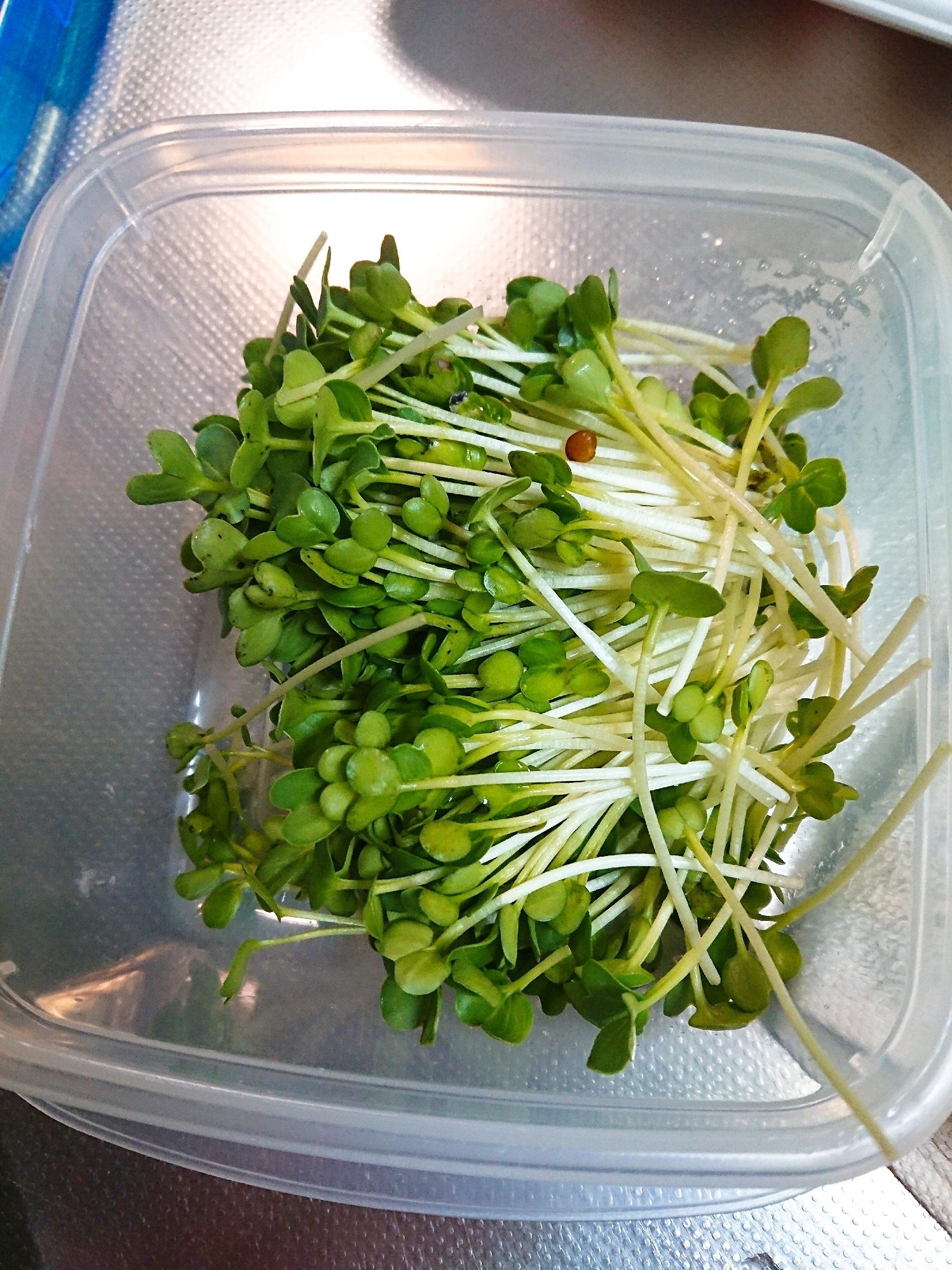 貝割れ大根の保存方法 レシピ 作り方 By じゃが塩 楽天レシピ 貝割れ大根の保存方法 レシピ 作り方 By じゃが塩 楽天レシピ