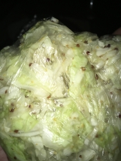 粒マスタードとすりゴマのピクルス入り酢キャベツ レシピ 作り方 By かすお 楽天レシピ