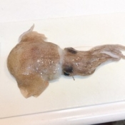 可愛い ミミイカの生姜醤油 レシピ 作り方 By えだ豆カシューナッツ 楽天レシピ 可愛い ミミイカの生姜醤油 レシピ 作り方 By えだ豆カシューナッツ 楽天レシピ