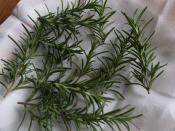 自家製 乾燥ローズマリー レシピ 作り方 By 根岸農園 楽天レシピ 自家製 乾燥ローズマリー レシピ 作り方 By 根岸農園 楽天レシピ