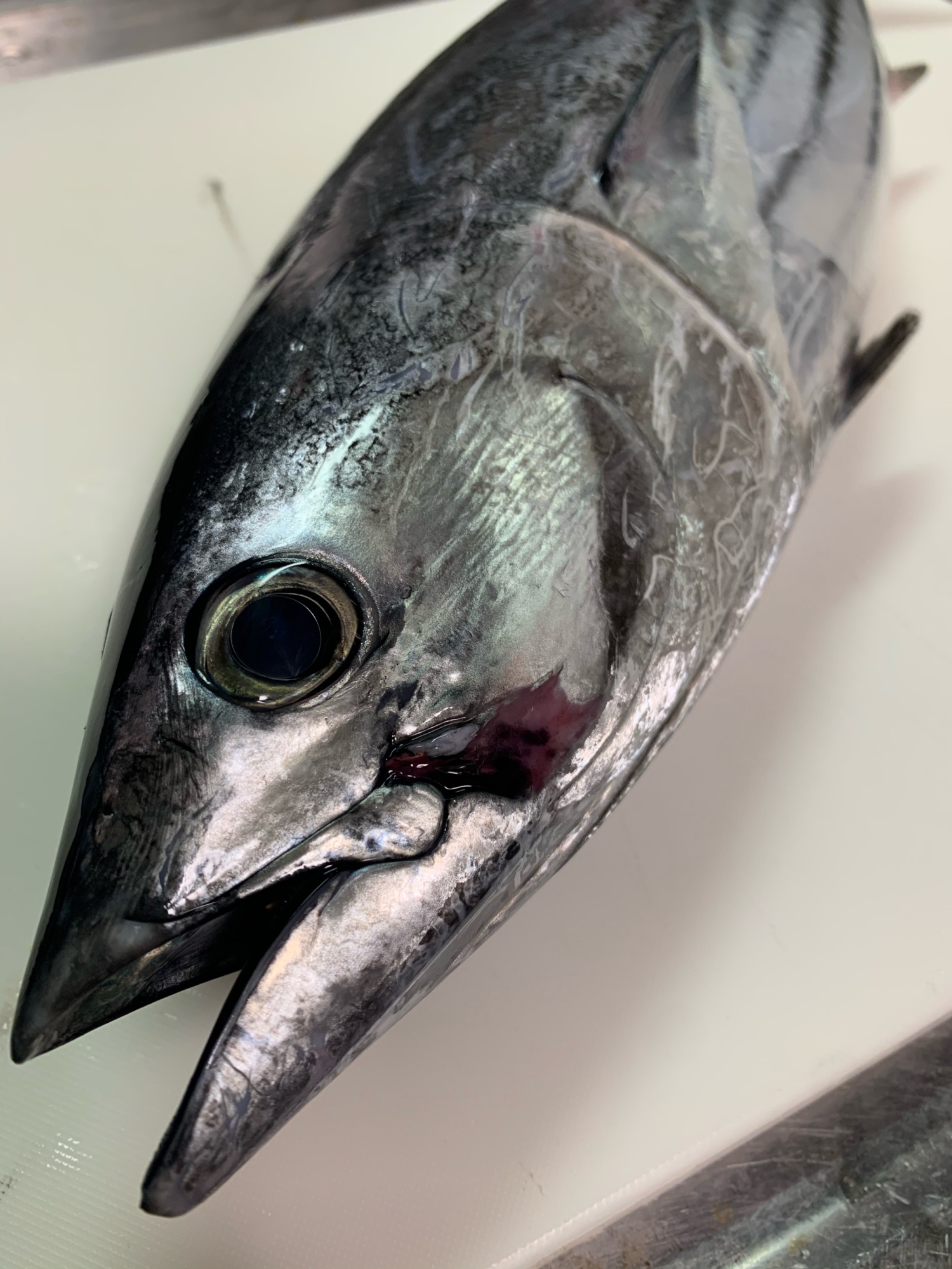 簡単で本格派 カツオの捌き方 レシピ 作り方 By 魚魚まんま 楽天レシピ 簡単で本格派 カツオの捌き方 レシピ 作り方 By 魚魚まんま 楽天レシピ