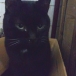 黒猫のくっち