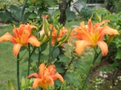 ヤブカンゾウの蕾 生金針菜 のマヨネーズ焼き レシピ 作り方 By 夏はぜ 楽天レシピ ヤブカンゾウの蕾 生金針菜 のマヨネーズ焼き レシピ 作り方 By 夏はぜ 楽天レシピ