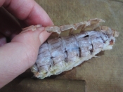 やってみないか シャコの剥き方 レシピ 作り方 By あとぶー 楽天レシピ やってみないか シャコの剥き方 レシピ 作り方 By あとぶー 楽天レシピ