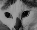 MACOTEE
