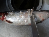 晩酌のお供 ニシン白子の一夜干し レシピ 作り方 By Startrek 楽天レシピ 晩酌のお供 ニシン白子の一夜干し レシピ 作り方 By Startrek 楽天レシピ