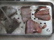 旨みを引き出すコツ イサキのアラ汁 レシピ 作り方 By Startrek 楽天レシピ 旨みを引き出すコツ イサキのアラ汁 レシピ 作り方 By Startrek 楽天レシピ