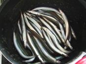 イカナゴの成魚 フルセ のくぎ煮 レシピ 作り方 By Middo 楽天レシピ イカナゴの成魚 フルセ のくぎ煮 レシピ 作り方 By Middo 楽天レシピ