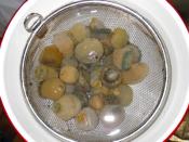 一人暮らしのイシワケイソギンチャクの味噌汁 レシピ 作り方 By ピヨ採る 大抵 楽天レシピ