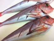 旬な魚 ホウボウの煮付け レシピ 作り方 By アボカドプリン 楽天レシピ 旬な魚 ホウボウの煮付け レシピ 作り方 By アボカドプリン 楽天レシピ