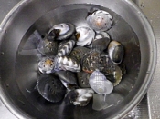 ながらみのワサビ醤油 レシピ 作り方 By Leopoo 楽天レシピ ながらみのワサビ醤油 レシピ 作り方 By Leopoo 楽天レシピ