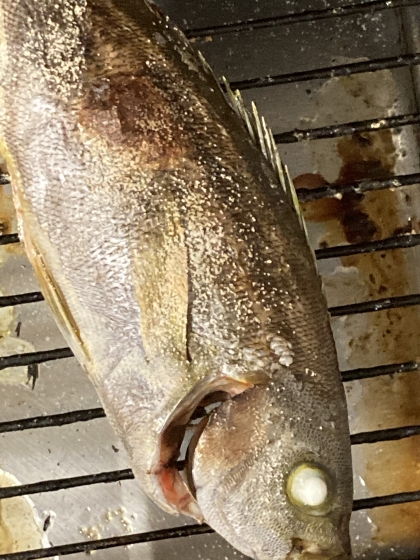 うちのおかず　イサキの塩焼き