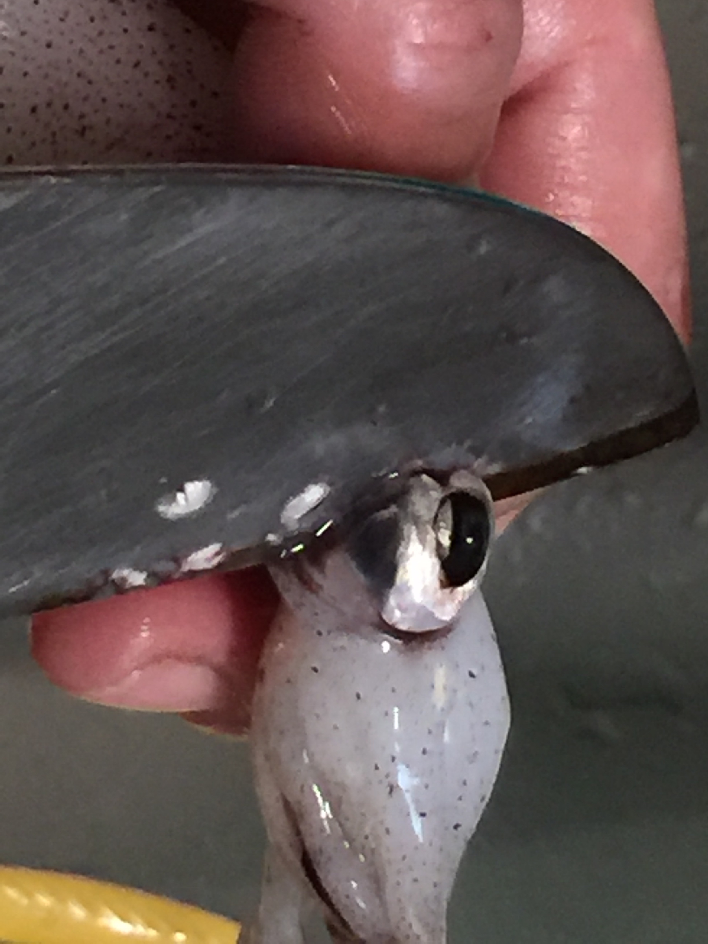 ヒイカの下処理 甘辛煮 レシピ 作り方 By もこちゃん7 楽天レシピ ヒイカの下処理 甘辛煮 レシピ 作り方 By もこちゃん7 楽天レシピ