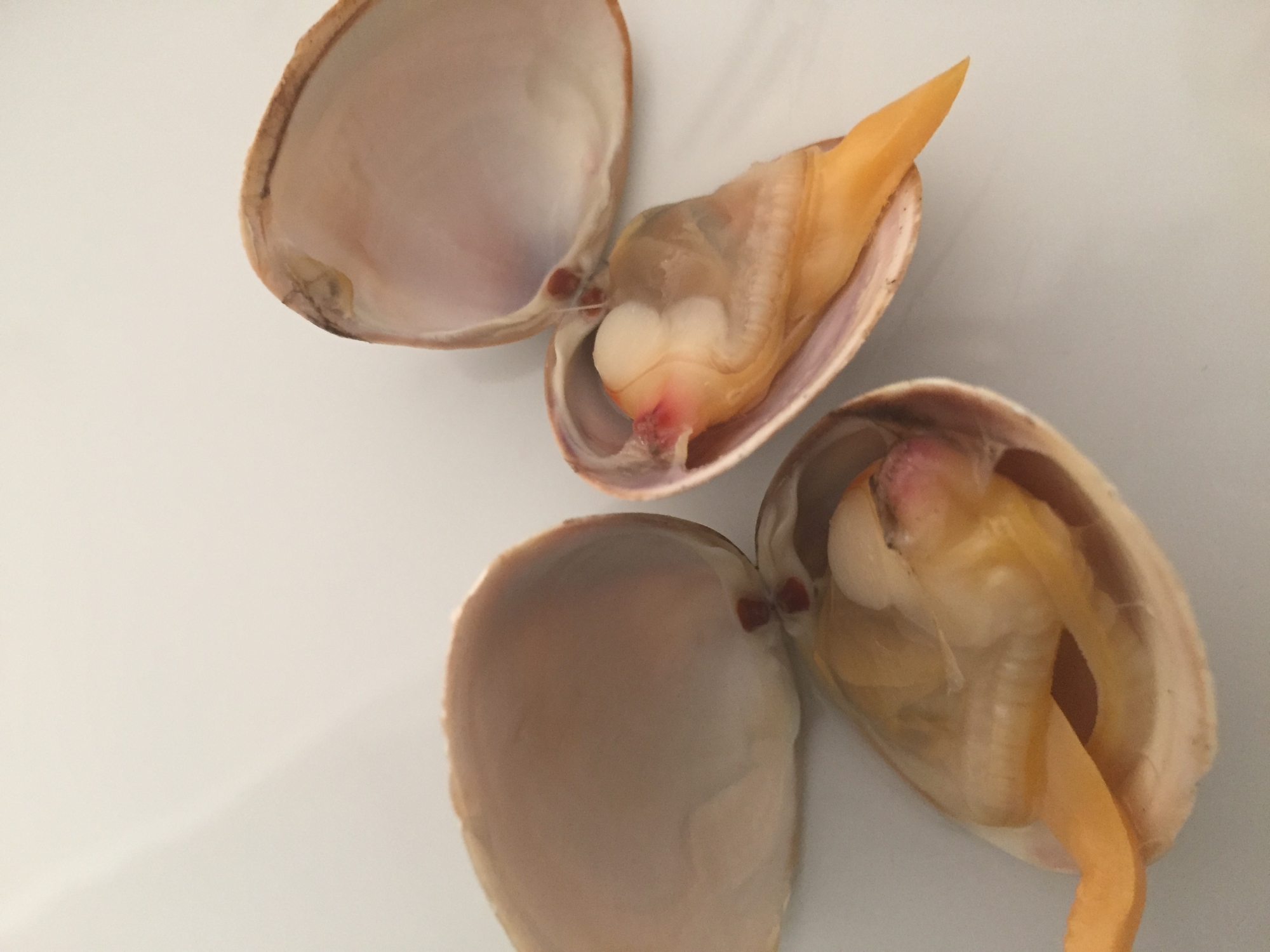 採りたてバカガイの簡単醤油焼き レシピ 作り方 By へんてこへんてこママ 楽天レシピ 採りたてバカガイの簡単醤油焼き レシピ 作り方 By へんてこへんてこママ 楽天レシピ