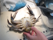 活渡り蟹のしめ方 レシピ 作り方 By ゆきちゃんぽんのパパ 楽天レシピ 活渡り蟹のしめ方 レシピ 作り方 By ゆきちゃんぽんのパパ 楽天レシピ