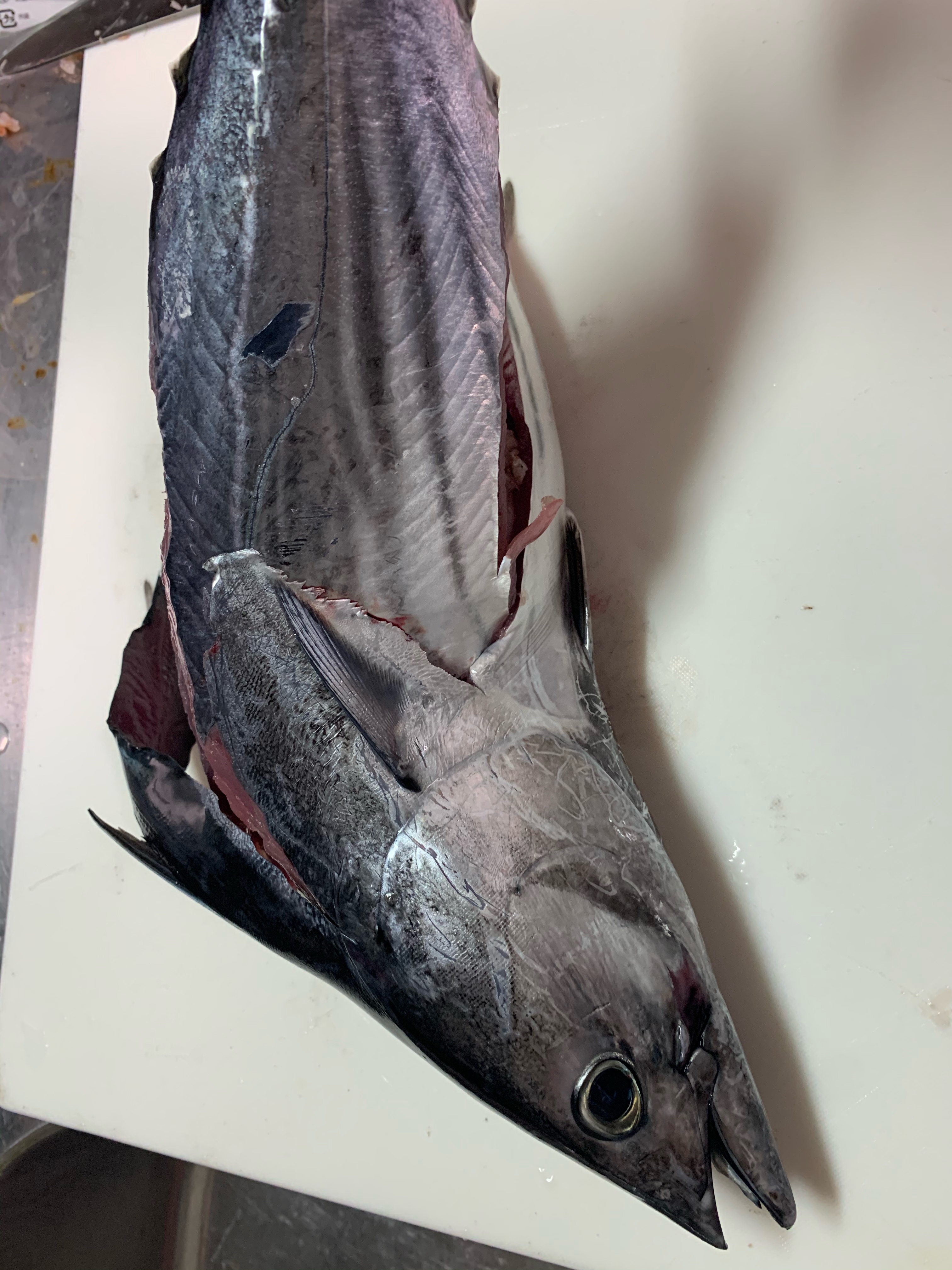 食物 過半数 診療所 カツオ 捌き 方 簡単 Soca Jp 食物 過半数 診療所 カツオ 捌き 方 簡単 Soca Jp