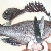 ソイ鍋 釣ったら食べまｓｈｏｗ レシピ 作り方 By おかっちとちはる 楽天レシピ