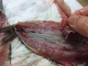 お刺身イワシはいわしの酢〆で うまっ レシピ 作り方 By Iihi009 楽天レシピ お刺身イワシはいわしの酢〆で うまっ レシピ 作り方 By Iihi009 楽天レシピ