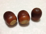 どんぐりパン レシピ 作り方 By まっちg 楽天レシピ どんぐりパン レシピ 作り方 By まっちg 楽天レシピ