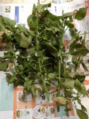 花もおいしく しそのおひたし レシピ 作り方 By Minori Ohisamanotikara 楽天レシピ 花もおいしく しそのおひたし レシピ 作り方 By Minori Ohisamanotikara 楽天レシピ