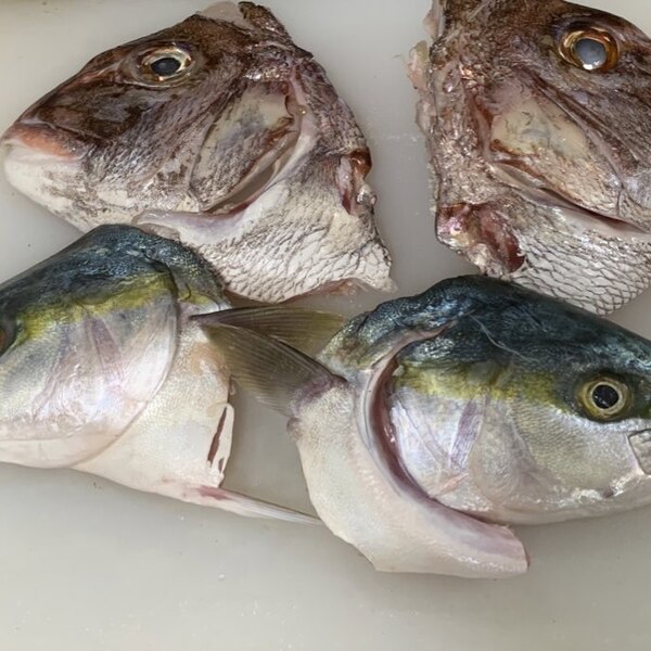 中型魚 カブト 頭 のさばきかた 釣り人向け レシピ 作り方 By うつぼさん 楽天レシピ 中型魚 カブト 頭 のさばきかた 釣り人向け レシピ 作り方 By うつぼさん 楽天レシピ