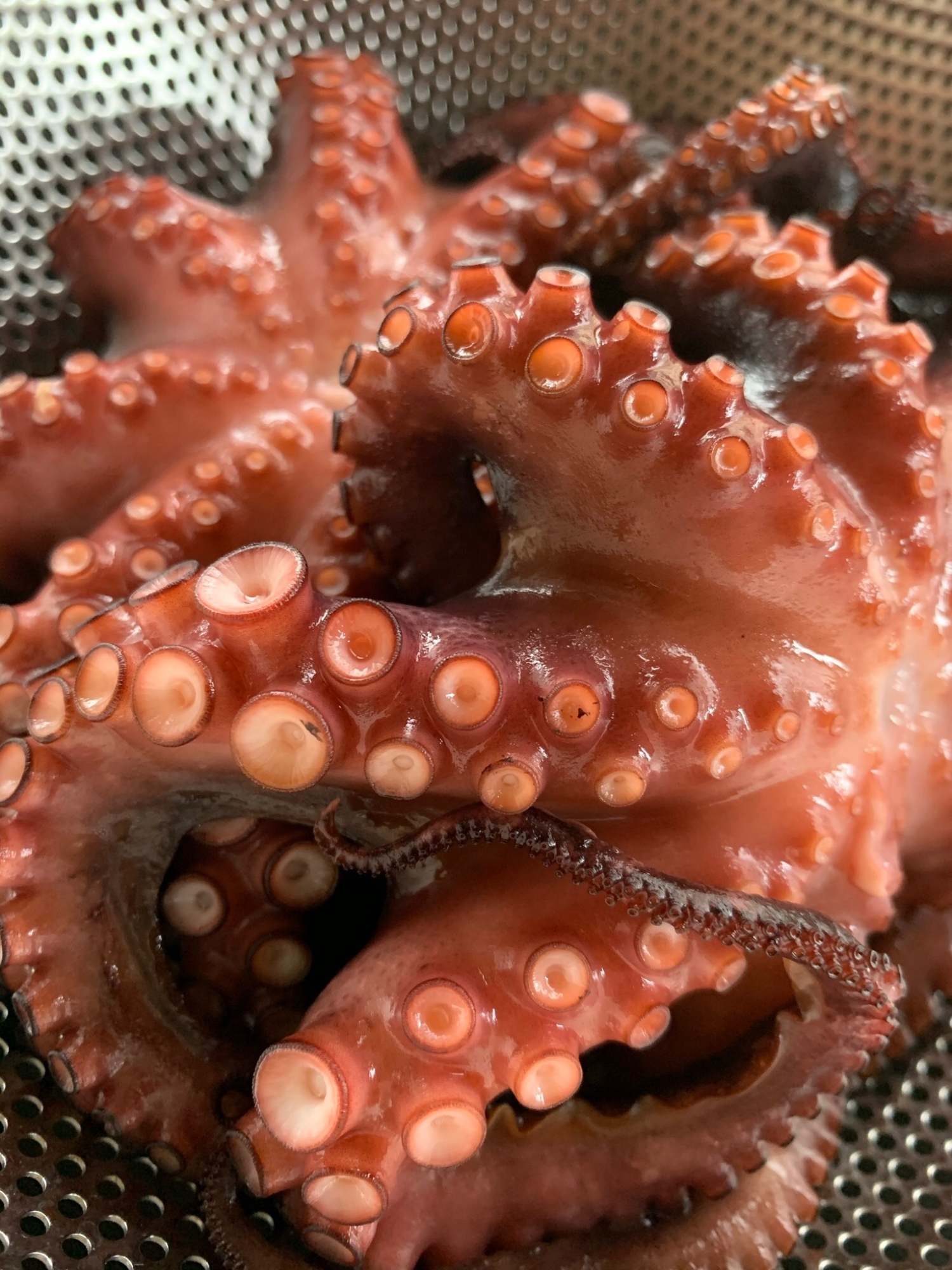 プロもびっくり マダコの下処理方法 レシピ 作り方 By 魚魚まんま 楽天レシピ プロもびっくり マダコの下処理方法 レシピ 作り方 By 魚魚まんま 楽天レシピ