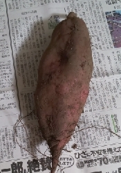 さつまいもの保存方法 追熟方法 レシピ 作り方 By とらねこのぱせり 楽天レシピ さつまいもの保存方法 追熟方法 レシピ 作り方 By とらねこのぱせり 楽天レシピ