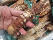 やってみないか シャコの剥き方 レシピ 作り方 By あとぶー 楽天レシピ やってみないか シャコの剥き方 レシピ 作り方 By あとぶー 楽天レシピ