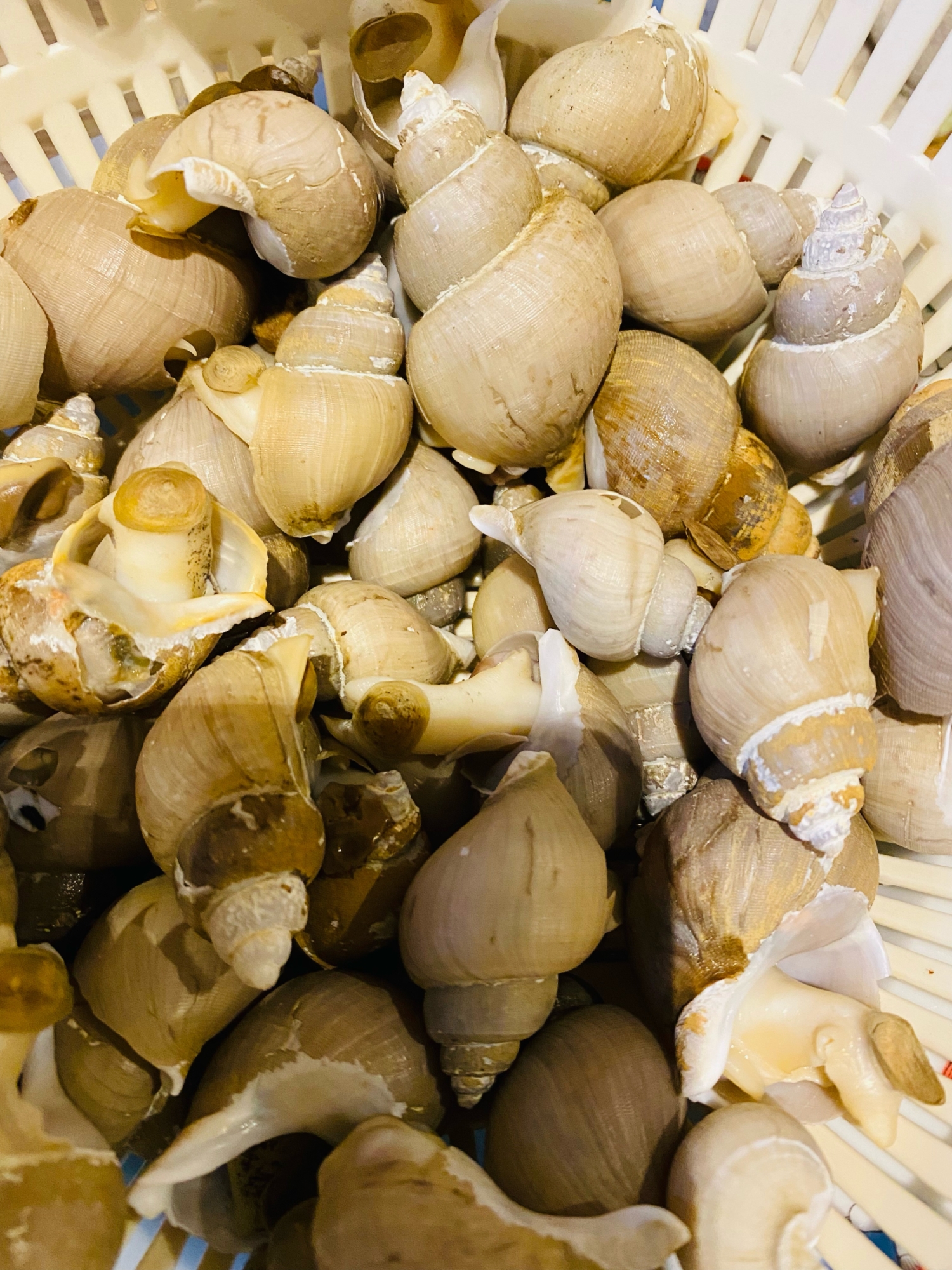 茹で茶つぶ貝 レシピ 作り方 By Kimuキッチン O 楽天レシピ 茹で茶つぶ貝 レシピ 作り方 By Kimuキッチン O 楽天レシピ