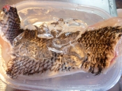 黒鯛 チヌ の湯引き レシピ 作り方 By まめもにお 楽天レシピ 黒鯛 チヌ の湯引き レシピ 作り方 By まめもにお 楽天レシピ