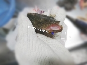 鯒 簡単なさばき方 コチ 刺身 レシピ 作り方 By 愛愛さん 基本画像レシピ Instagramも同じ 楽天レシピ 鯒 簡単なさばき方 コチ 刺身 レシピ 作り方 By 愛愛さん 基本画像レシピ Instagramも同じ 楽天レシピ